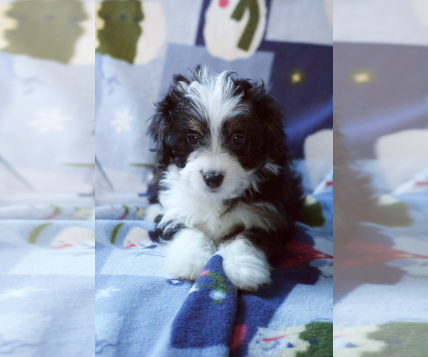 Medium Photo #3 Bernedoodle (Miniature) Puppy For Sale in MILWAUKEE, WI, USA