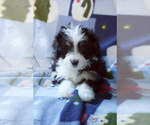 Small Photo #3 Bernedoodle (Miniature) Puppy For Sale in MILWAUKEE, WI, USA