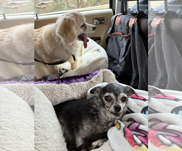 Medium Photo #2 Cocker Spaniel-Unknown Mix Puppy For Sale in Middlesex, NC, USA