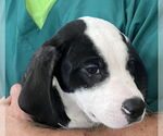 Small #1 American Bulldog-Labrador Retriever Mix