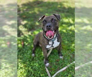 American Pit Bull Terrier Dogs for adoption in Ocala, FL, USA