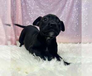 American Pit Bull Terrier-Unknown Mix Dogs for adoption in Clarkesville, GA, USA