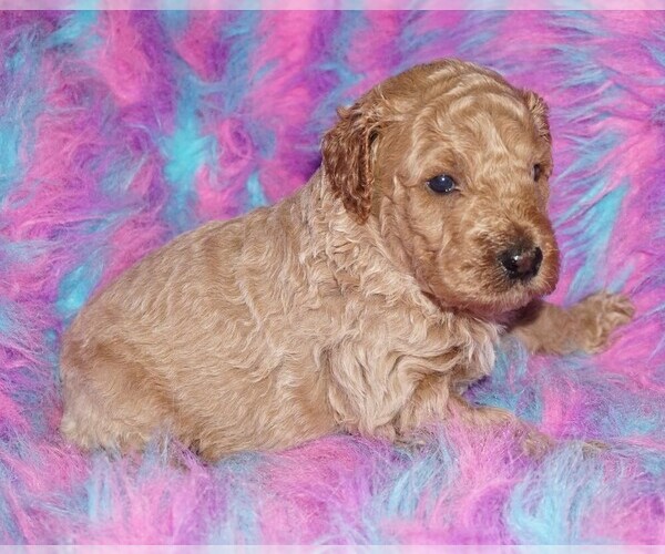 Medium Photo #1 Miniature Labradoodle Puppy For Sale in LA HABRA, CA, USA
