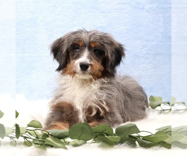 Medium Photo #1 Bernedoodle (Miniature) Puppy For Sale in LIVINGSTON, WI, USA