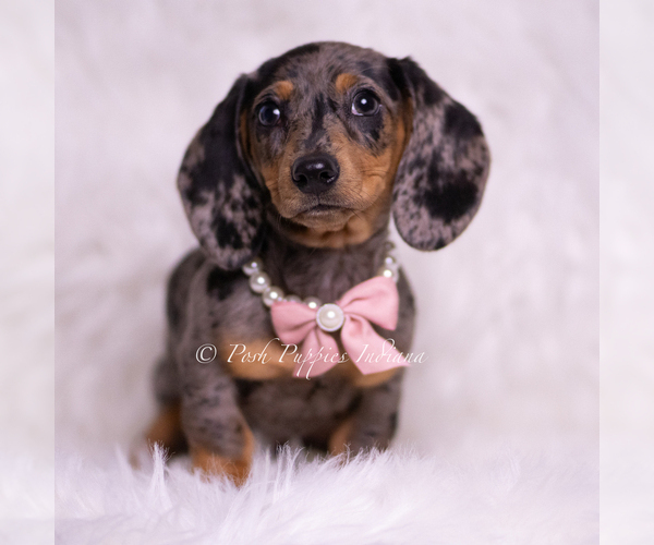 Medium Photo #1 Dachshund Puppy For Sale in WARSAW, IN, USA