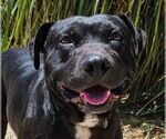 Small #8 Labrador Retriever Mix
