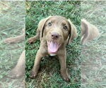 Small Labradoodle