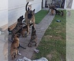 Small #1 Belgian Malinois-Dutch Shepherd Dog Mix