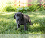 Small Photo #13 Cane Corso Puppy For Sale in WAKARUSA, IN, USA