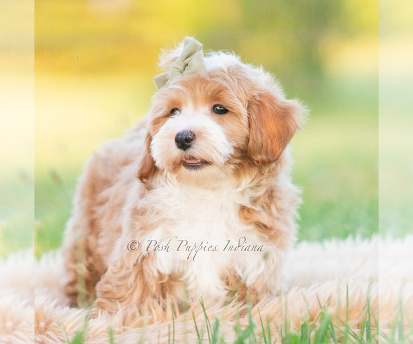 Medium Photo #5 Poodle (Miniature) Puppy For Sale in WARSAW, IN, USA