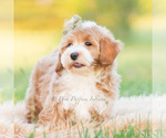 Small #4 Poodle (Miniature)