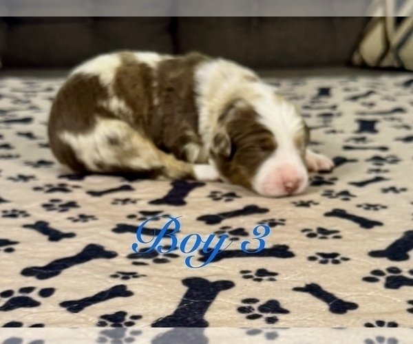 Medium Photo #34 Australian Shepherd Puppy For Sale in SALISBURY, NC, USA