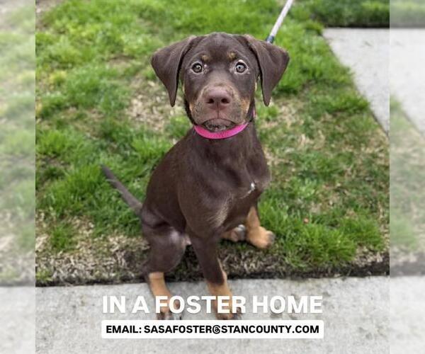 Medium Photo #1 Doberman Pinscher Puppy For Sale in Modesto, CA, USA