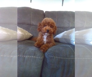 Poodle (Miniature) Puppy for sale in SUGARCREEK, OH, USA