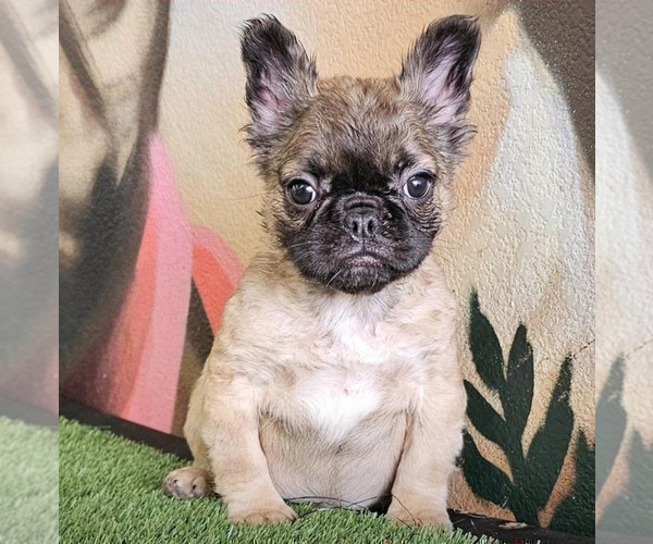 Medium Photo #6 French Bulldog Puppy For Sale in COLUMBUS, OH, USA