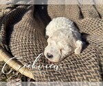 Small #8 Poochon