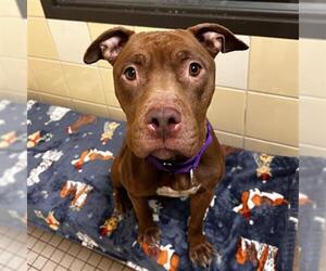 American Pit Bull Terrier-Unknown Mix Dogs for adoption in Denver, CO, USA