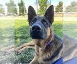 Small #3 German Shepherd Dog Mix