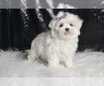 Small #3 Maltese