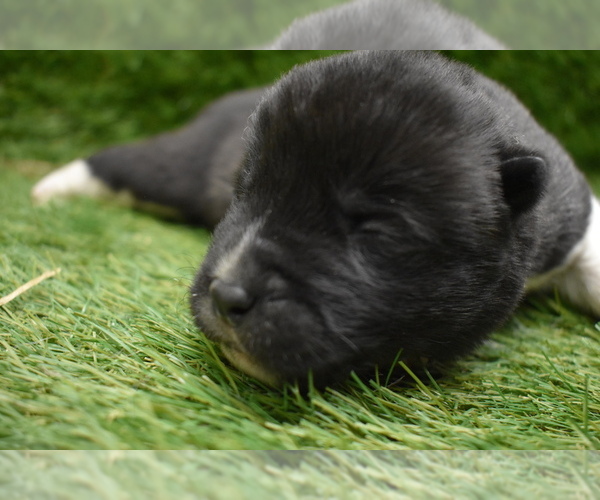 Medium Photo #3 Akita Puppy For Sale in ROLLA, MO, USA