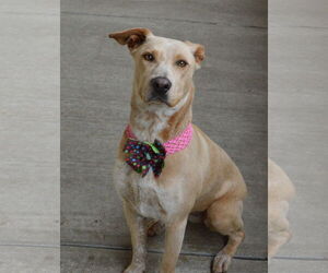 Mutt Dogs for adoption in McKinney, TX, USA