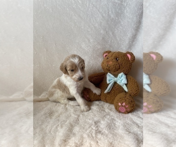 Medium Photo #5 Goldendoodle Puppy For Sale in CHESNEE, SC, USA