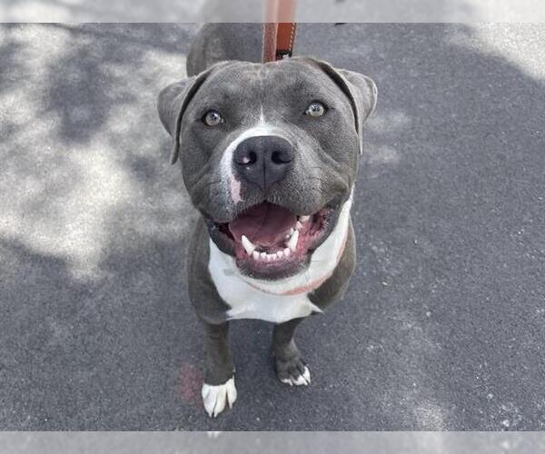 Medium Photo #1 American Pit Bull Terrier Puppy For Sale in Martinez, CA, USA