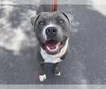 Small American Pit Bull Terrier