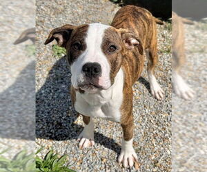 Mutt Dogs for adoption in Augusta, GA, USA