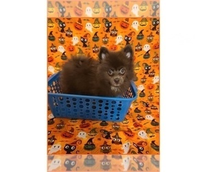 Pomeranian Puppy for sale in CLARKSVILLE, TN, USA