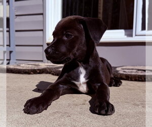 Zuzu - Female Mutt Dog for Adoption - Photo #2