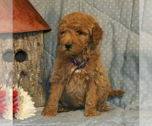 Goldendoodle-Poodle (Miniature) Mix Puppy for sale in PARADISE, PA, USA