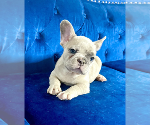 Medium Photo #71 French Bulldog Puppy For Sale in SAN FRANCISCO, CA, USA