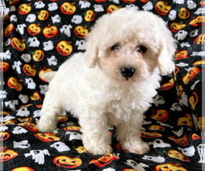 Poochon Puppy for sale in AMSTERDAM, MO, USA