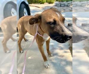 Medium American Pit Bull Terrier Mix