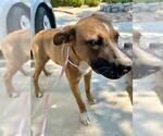 Small American Pit Bull Terrier Mix