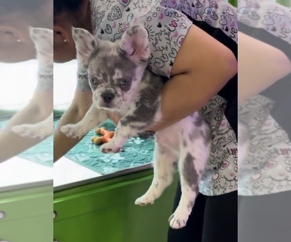 Medium Photo #5 French Bulldog Puppy For Sale in MIAMI, FL, USA