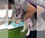 Laurent - Male French Bulldog Puppy for Sale - Photo #5