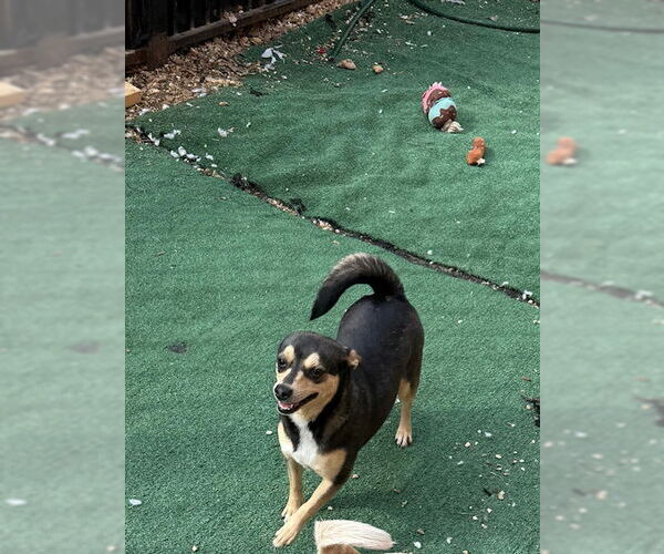 Medium Photo #3 Chiweenie Puppy For Sale in Wakefield, RI, USA