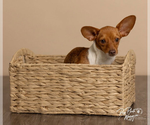 Medium Photo #1 Chiweenie Puppy For Sale in Claremore, OK, USA