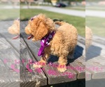 Small Photo #3 Goldendoodle Puppy For Sale in KISSIMMEE, FL, USA