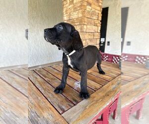 Cane Corso Puppy for sale in HEMET, CA, USA