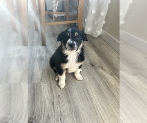 Border Collie Puppy for sale in SALEM, IN, USA