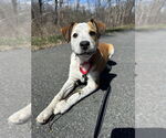 Small #19 Labrador Retriever Mix