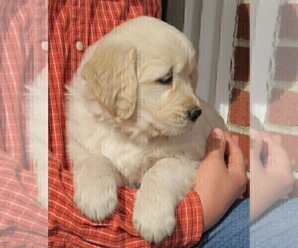 Medium Photo #4 Golden Retriever Puppy For Sale in PARTRIDGE, KS, USA