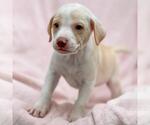Small #1 Labrador Retriever Mix