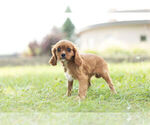 Small Photo #4 Cavalier King Charles Spaniel Puppy For Sale in WARSAW, IN, USA