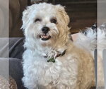 Small #5 Maltese Mix