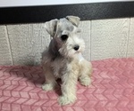 Puppy 3 Schnauzer (Miniature)