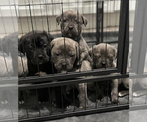 Cane Corso Litter for sale in MOUNT MORRIS, MI, USA